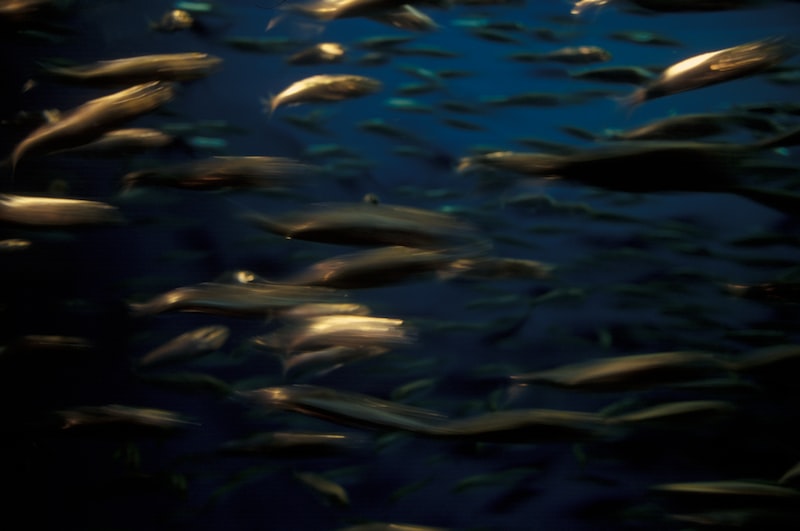 EPA ve DHA Rakamları En Yüksek Balık Yağı Markaları ve Tavsiyeleri